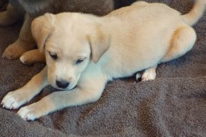 Picture of Danube