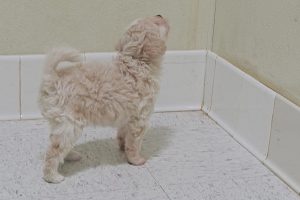 Picture of Firecracker