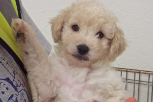 Picture of Firecracker