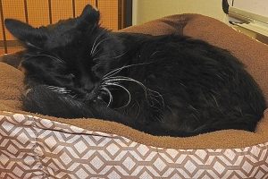 Picture of Foophus