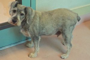 Picture of Fritz