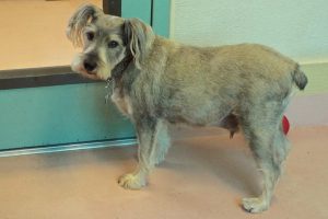 Picture of Fritz