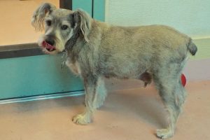 Picture of Fritz