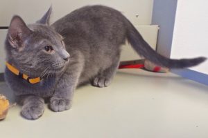 Picture of Grey