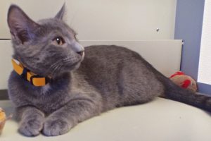 Picture of Grey