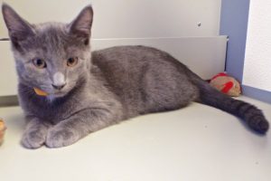 Picture of Grey