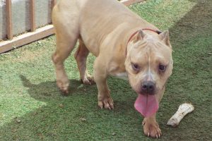 Picture of Gudda