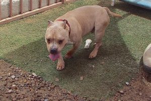 Picture of Gudda