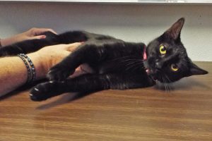 Picture of Inky