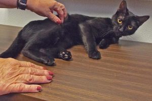 Picture of Inky