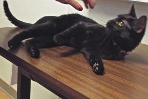 Picture of Inky