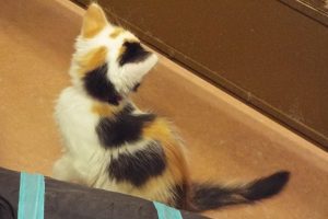 Picture of Jitterbug