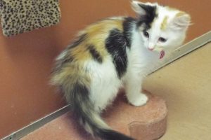 Picture of Jitterbug