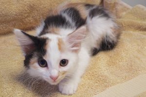 Picture of Jitterbug
