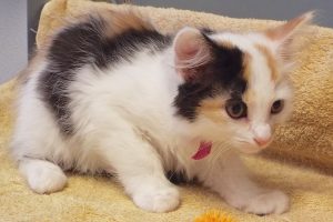 Picture of Jitterbug