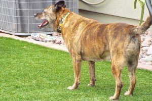 Picture of Keta