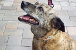 Picture of Keta