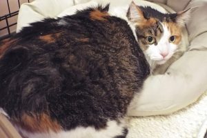 Picture of Kitz