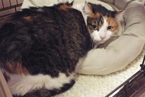 Picture of Kitz