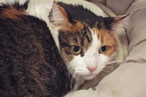 Picture of Kitz