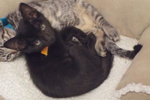 Picture of Licorice