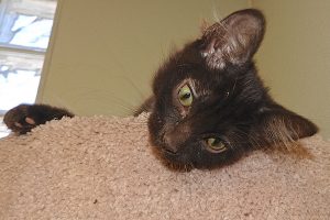 Picture of Licorice