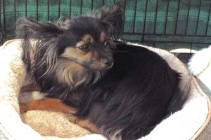Picture of Lily