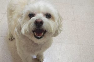 Picture of Mack