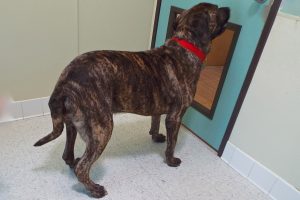 Picture of Max