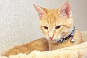 Picture of Navajo