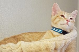 Picture of Navajo