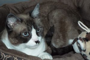 Picture of Nubs