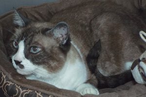 Picture of Nubs