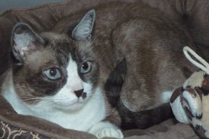 Picture of Nubs