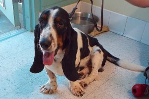 Picture of Baxter