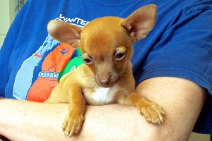 Picture of Paco