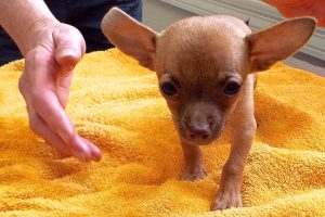 Picture of Paco