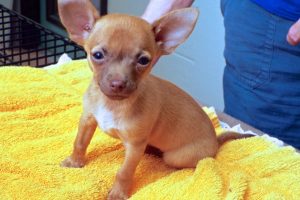 Picture of Paco