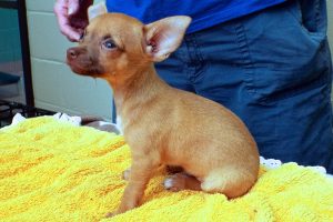 Picture of Paco