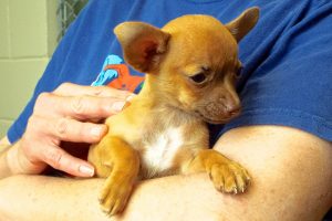 Picture of Paco