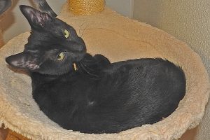 Picture of Panther