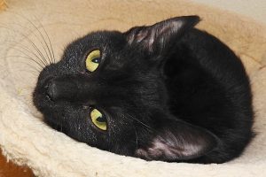 Picture of Panther
