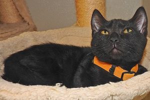 Picture of Panther