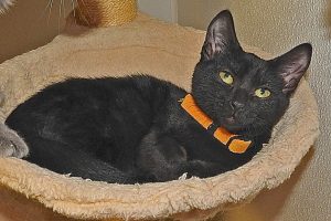 Picture of Panther