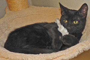Picture of Panther