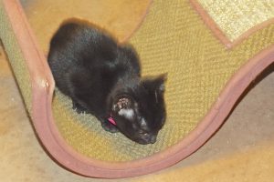 Picture of Pee Wee