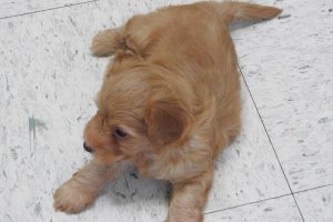 Picture of Popper