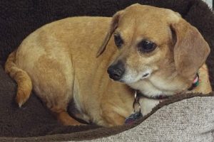 Picture of Pudge