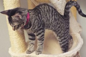 Picture of Purr