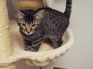 Picture of Purr